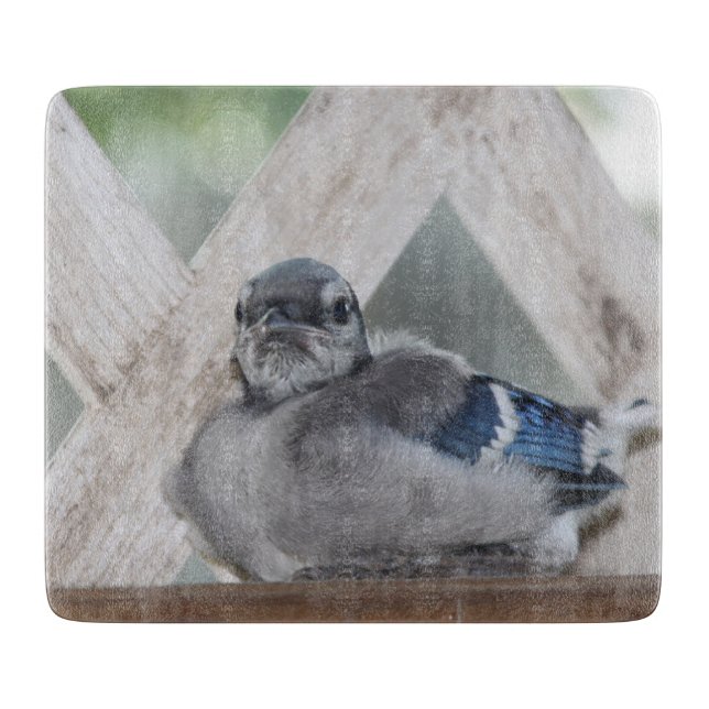 Baby Blue Jay Cutting Board Schneidebrett (Vorderseite)