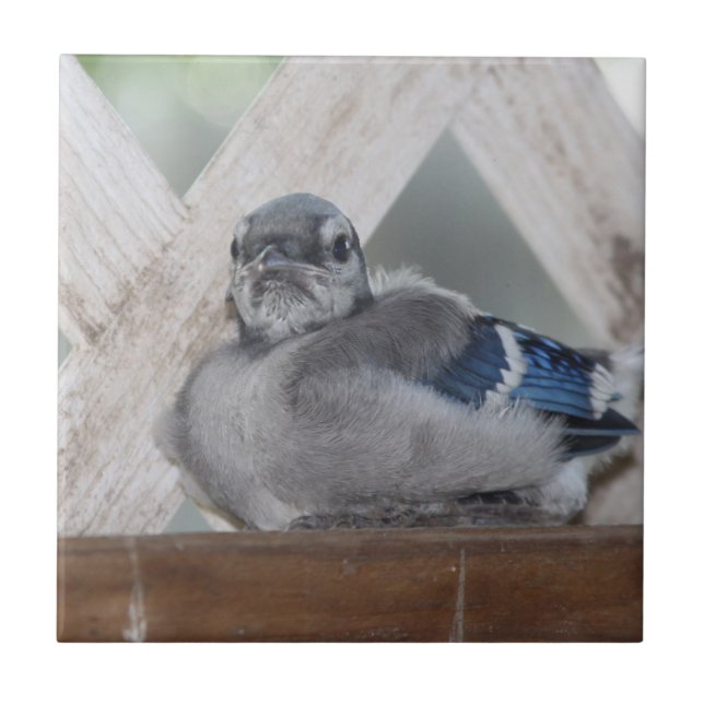 Baby Blue Jay Keramik Tile Fliese (Vorderseite)