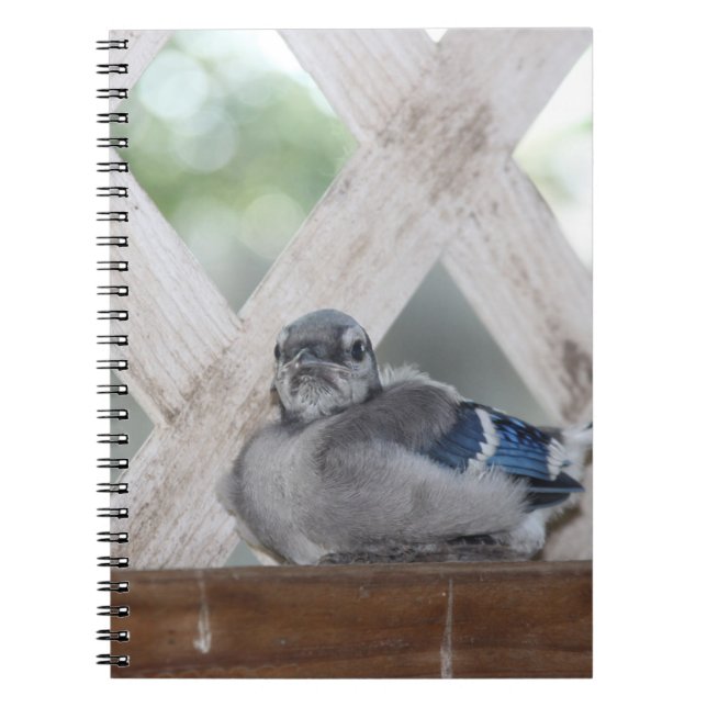 Baby Blue Jay Notizblock (Vorderseite)