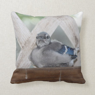 Baby Blue Jay Pillow Kissen