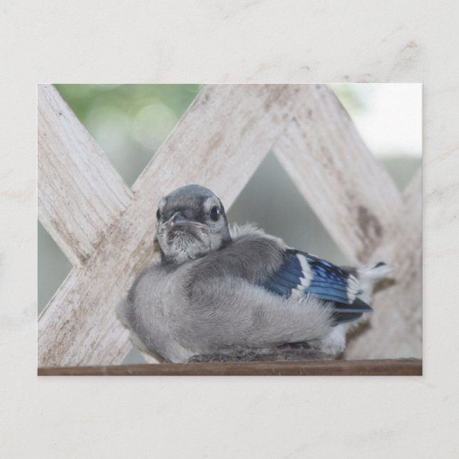 Baby Blue Jay Postkarte (Vorderseite)