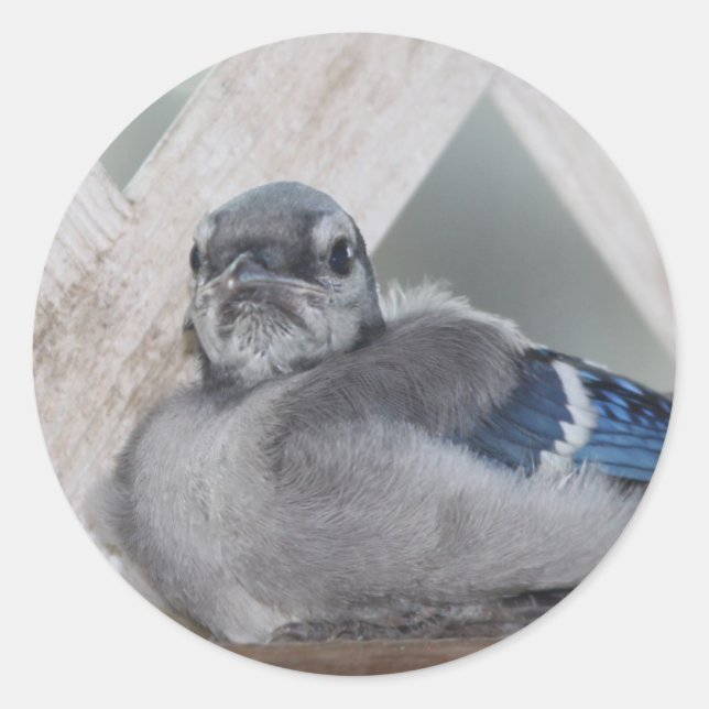 Baby Blue Jay Stickers (Vorderseite)