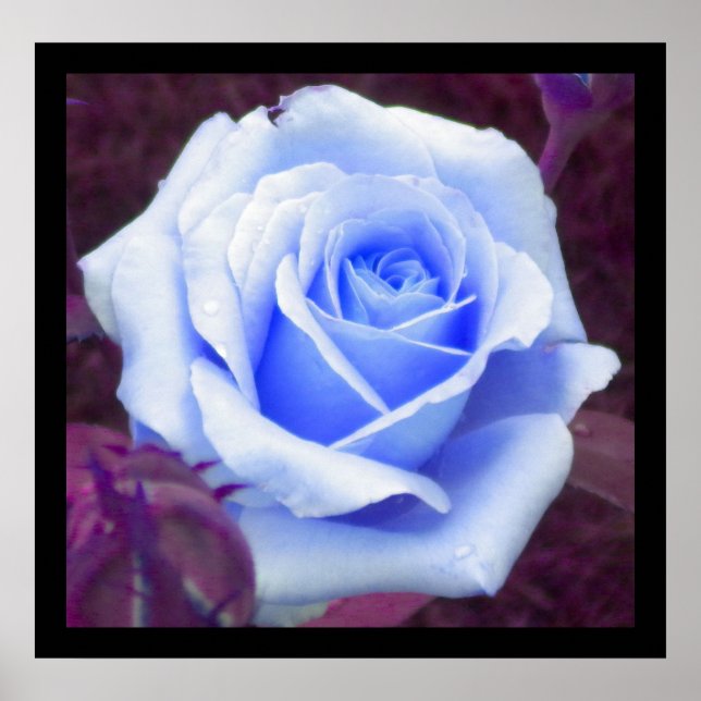 Baby Blue Rose Poster (Vorne)