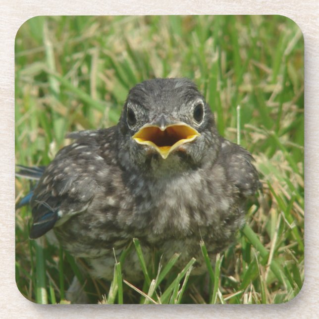 Baby Bluebird Getränkeuntersetzer (Vorderseite)