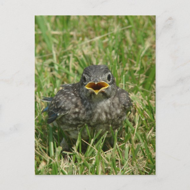 Baby Bluebird Postkarte (Vorderseite)