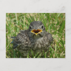 Baby Bluebird Postkarte