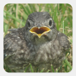 Baby Bluebird Quadratischer Aufkleber