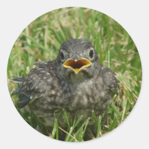 Baby Bluebird Runder Aufkleber