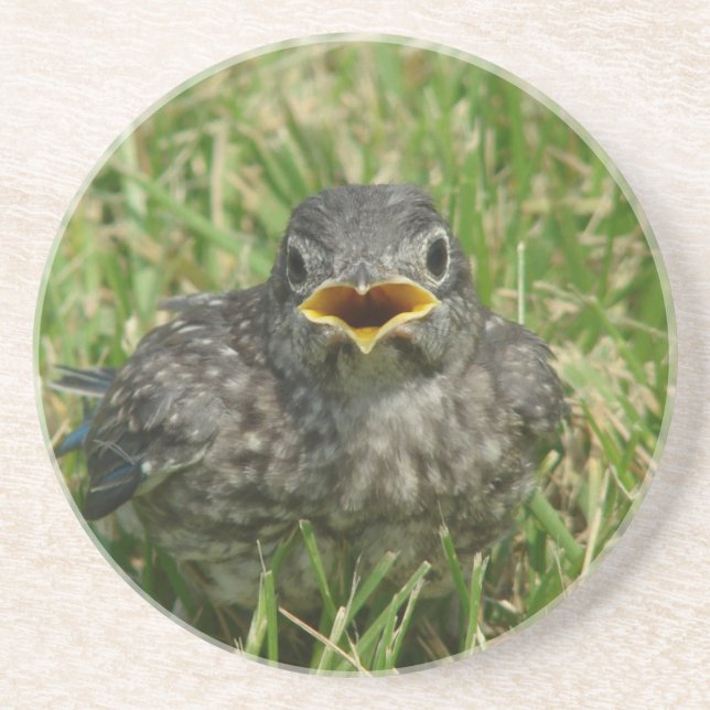 Baby Bluebird Sandstein Untersetzer (Vorne)