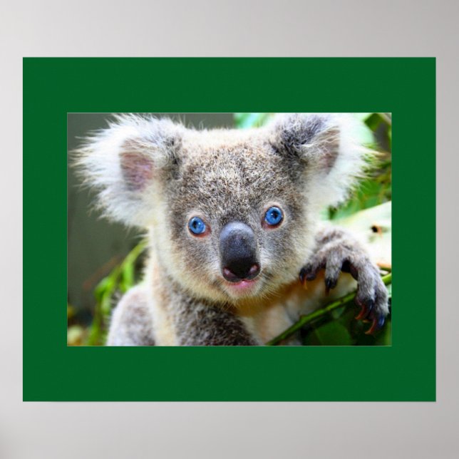"Baby Blues" Koala Poster (Vorne)