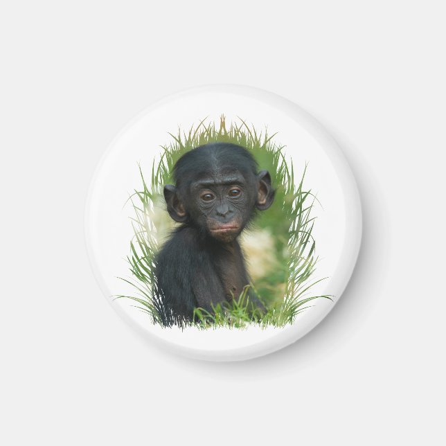Baby Bonobo Ape Magnet (Vorne)