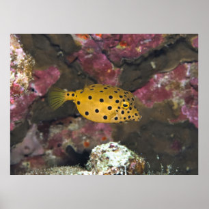 Baby Boxfish Poster