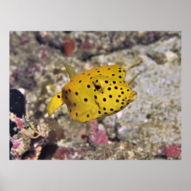 Baby Boxfish Poster (Vorne)