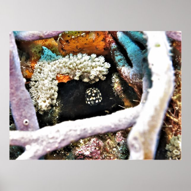 Baby Boxfish Poster (Vorne)