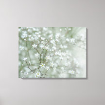Baby-Breath-Blumen Luftige Naturfotografie