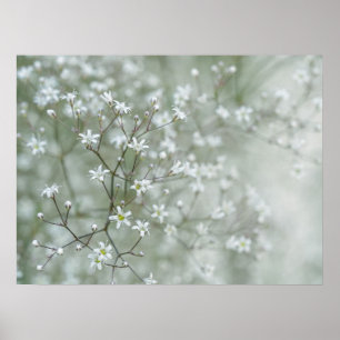 Baby-Breath-Blumen Träumerische Naturfotografie Poster