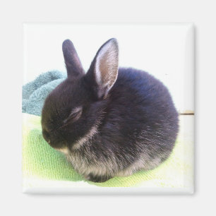 Baby-Brötchen-Magnet - Sydney Magnet