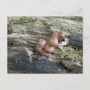 Baby Brown rouge sur carte postale journal