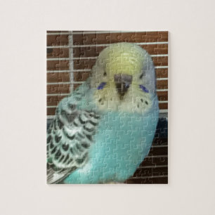 Baby budgie