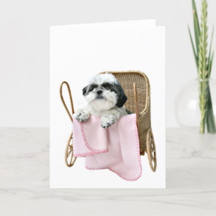 Baby-Buggy Shih Tzu Karte