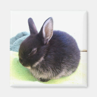 Baby Bun Magnet - Sydney
