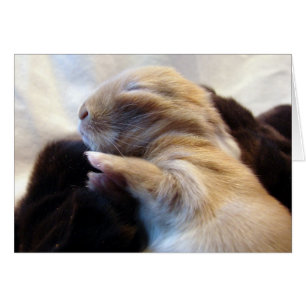 Baby Bunny