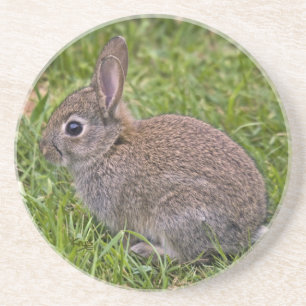 Baby Bunny Achterbahn Sandstein Untersetzer