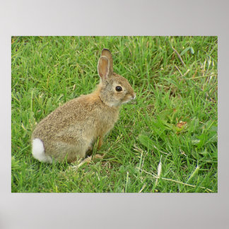 Baby Bunny auf Rasen Poster