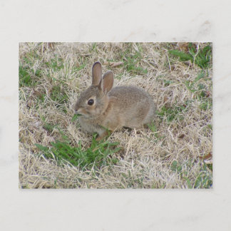 Baby Bunny Chewing Postkarte