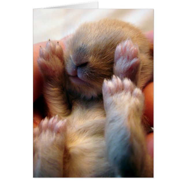 Baby Bunny in Hand (Vorne)