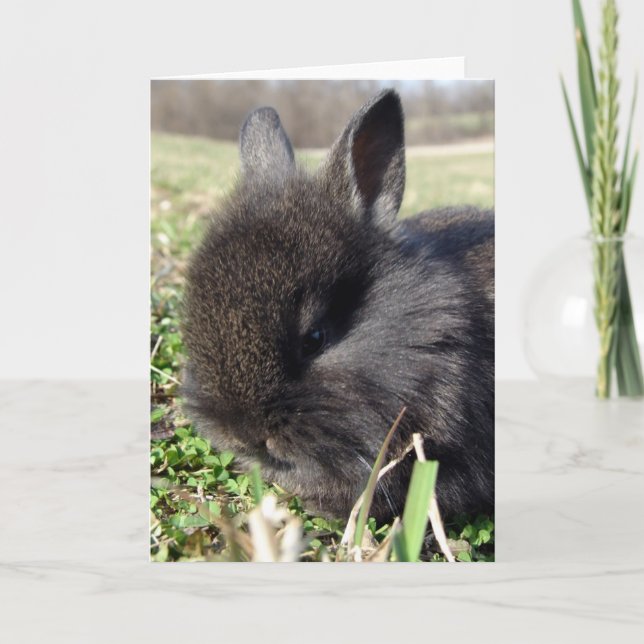 Baby Bunny Karte (Vorderseite)