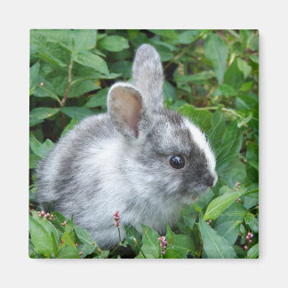 Baby-Bunny-Magnet Magnet