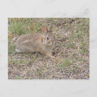 Baby Bunny Posing Postkarte