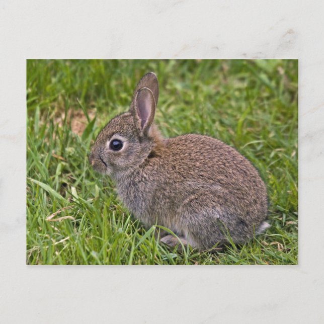 Baby Bunny Postcard Postkarte (Vorderseite)