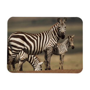 Baby Burchell-Zebra mit Mutter Magnet