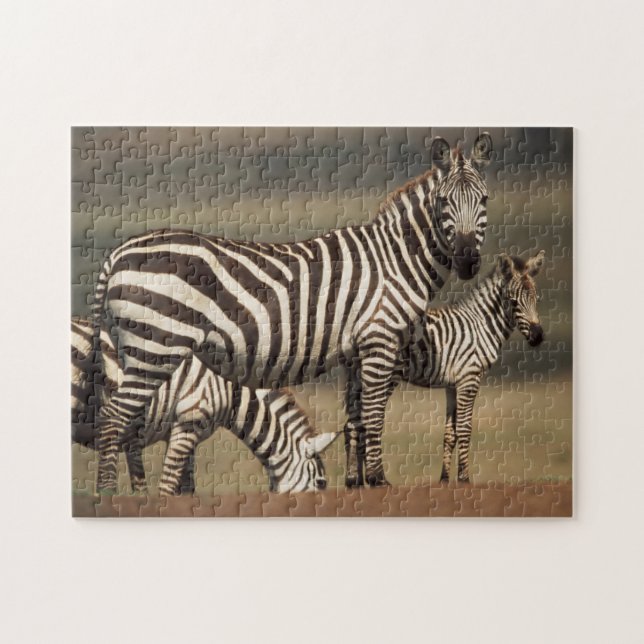 Baby Burchell's Zebra mit Mutter (Horizontal)