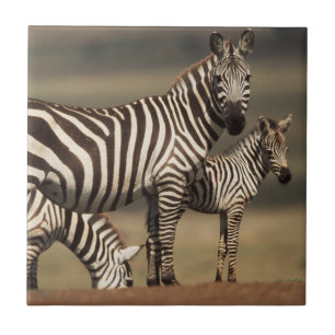 Baby Burchell's Zebra mit Mutter Fliese
