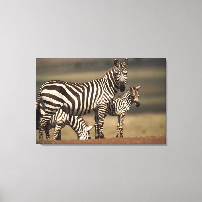 Baby Burchell's Zebra mit Mutter Leinwanddruck (Vorderseite)