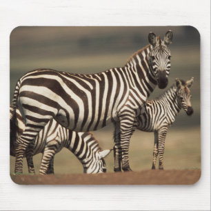 Baby Burchell's Zebra mit Mutter Mousepad
