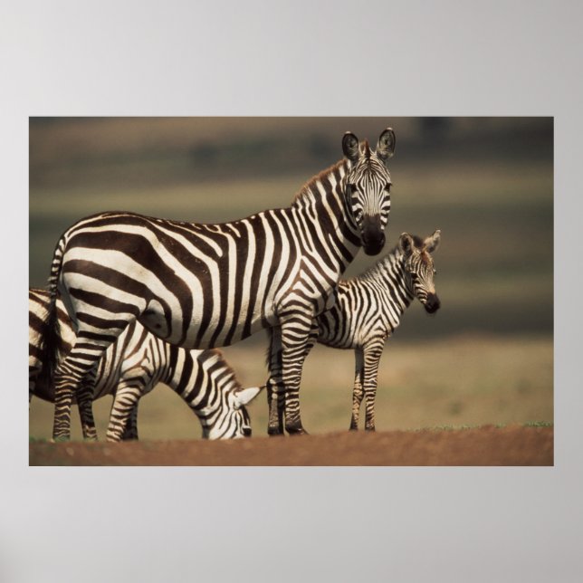 Baby Burchell's Zebra mit Mutter Poster (Vorne)