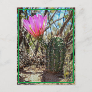 Baby Cactus Postkarte