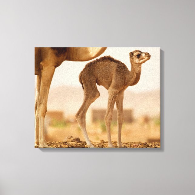 Baby Camel Leinwanddruck (Vorderseite)