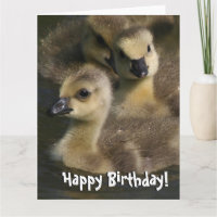 Baby Canada Geese Birds Birthday Grußkarte
