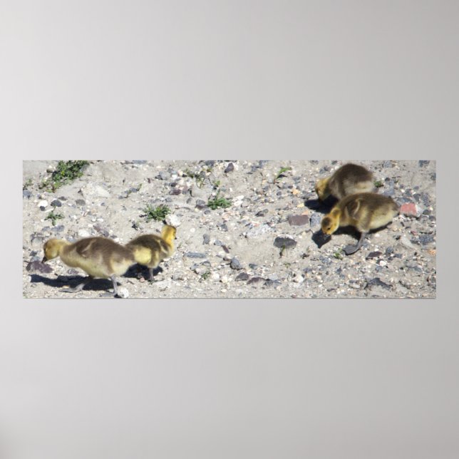 Baby Canada Geese Poster (Vorne)