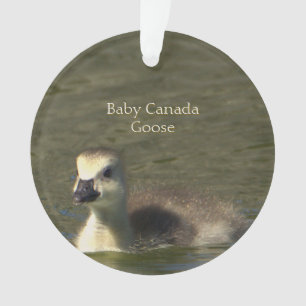 Baby Canada Goose Foto Ornament