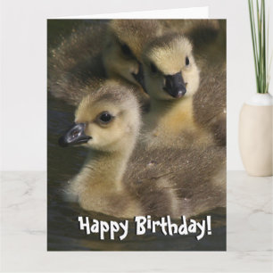 Baby Canada Oies Oiseaux Carte de voeux pour l'ann