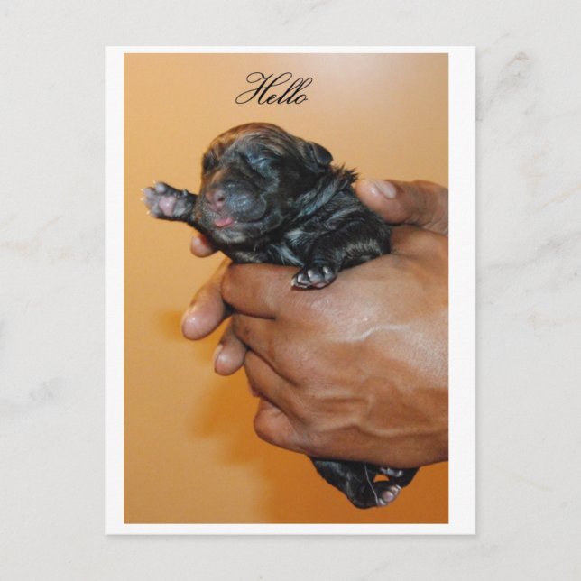 Baby Cane Corso II Postcard Postkarte (Vorderseite)