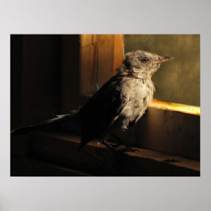 Baby Catbird Poster