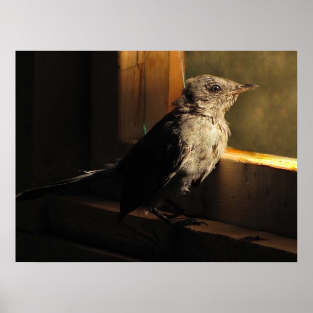 Baby Catbird Poster (Vorne)