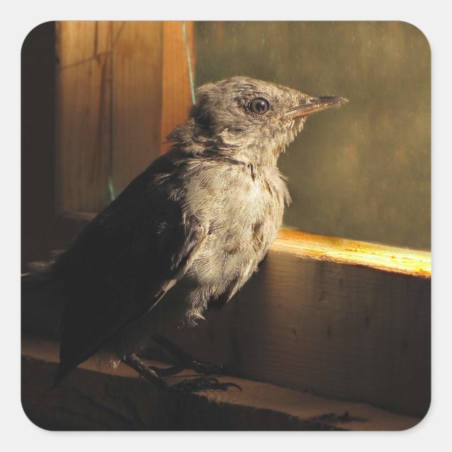 Baby Catbird Quadratischer Aufkleber (Vorderseite)